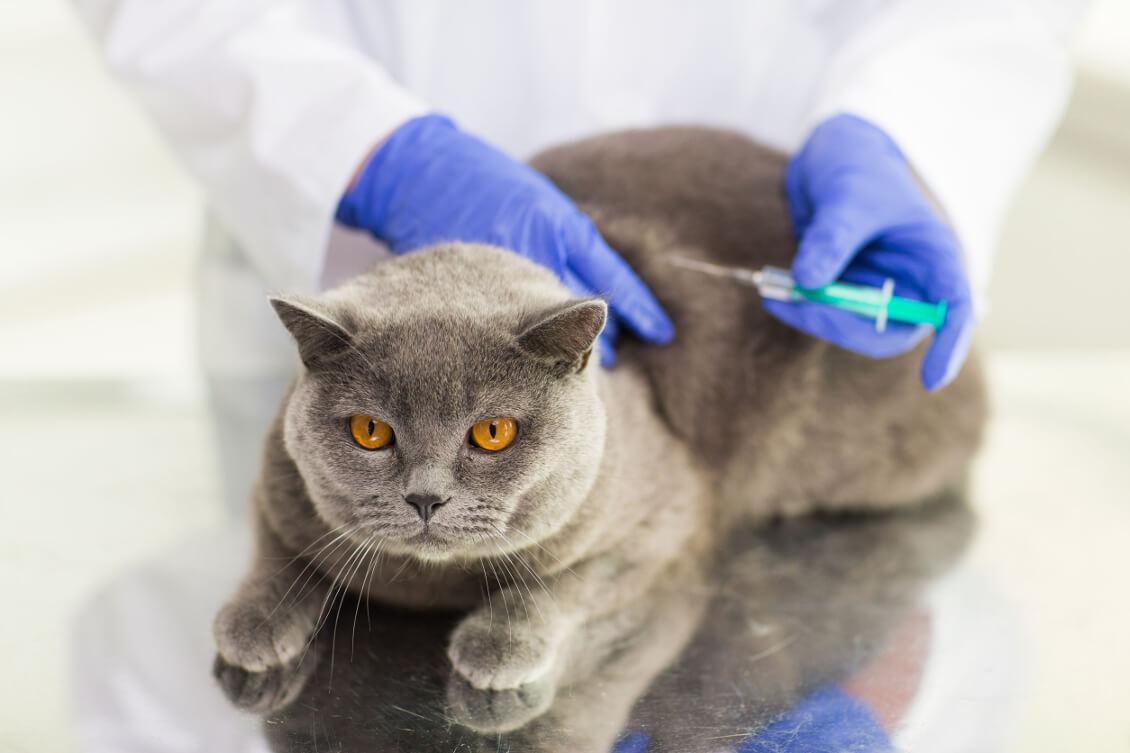 прививки и вакцинация британских кошек