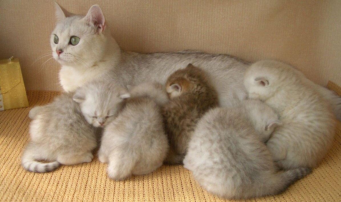 Сколько длятся первые роды у британской кошки
