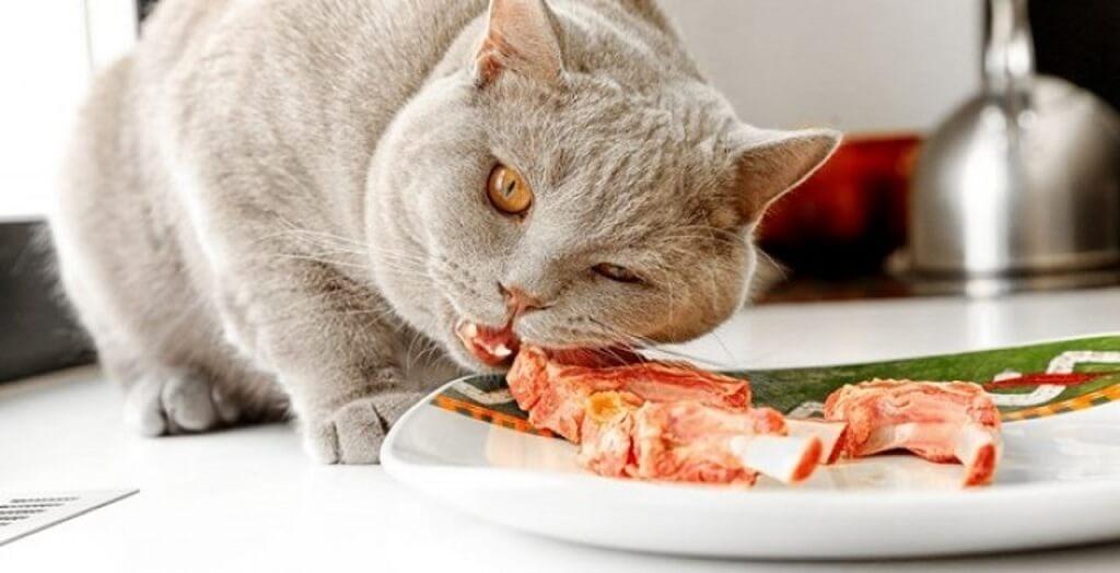 Сколько раз день кормить британскую кошку