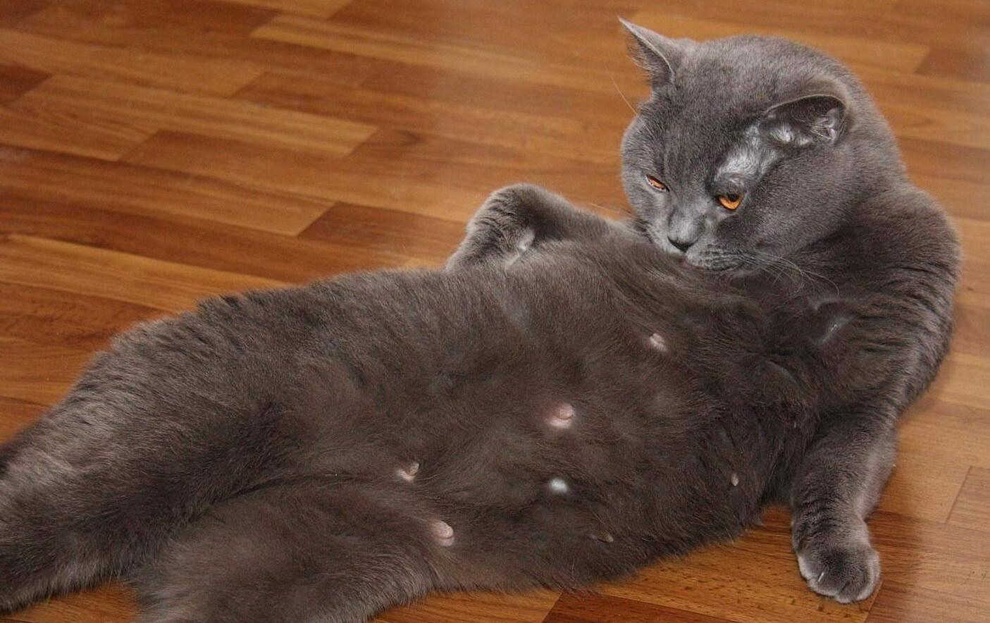 Кошка британской породы после родов thumbnail