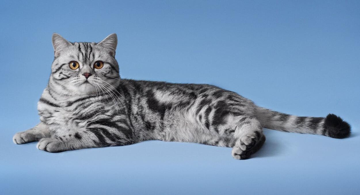Шотландская прямоухая кошка скоттиш-страйт: описание породы с фото, характер и особенности ухода, выбор котенка и отзывы владельцев