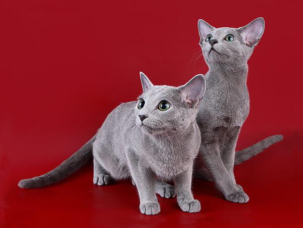 Особенности породы кошки русская голубая фото