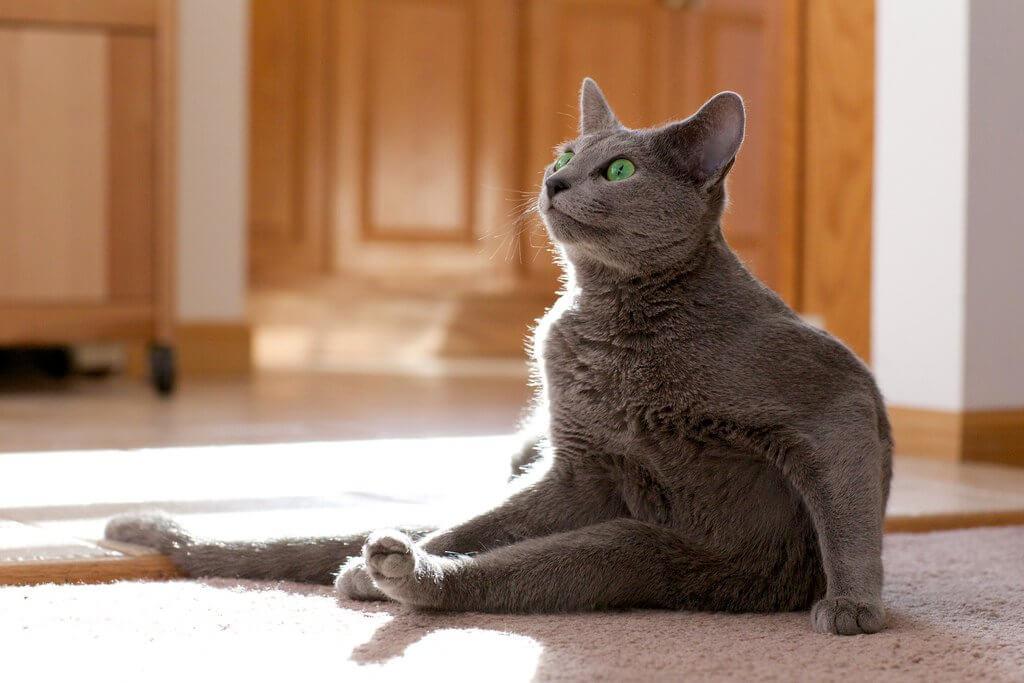 Характер кошек породы русская голубая фото