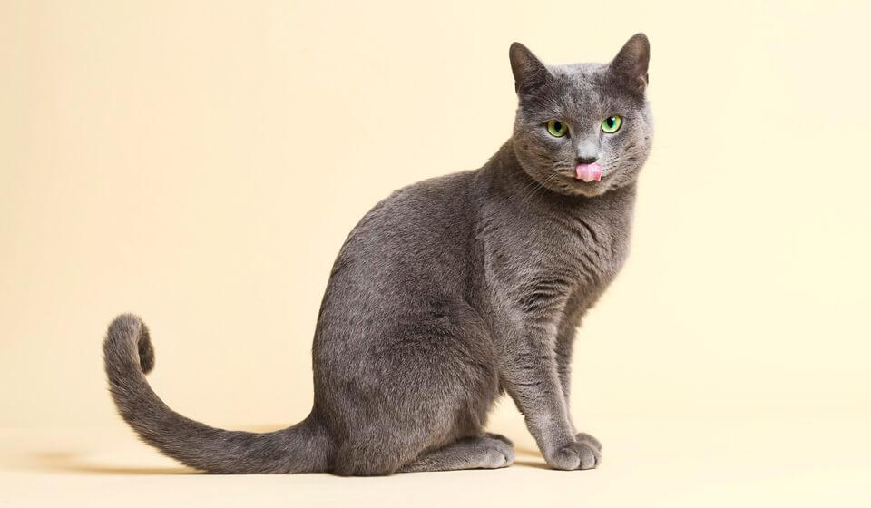 Русская голубая кошка описание особенностей породы
