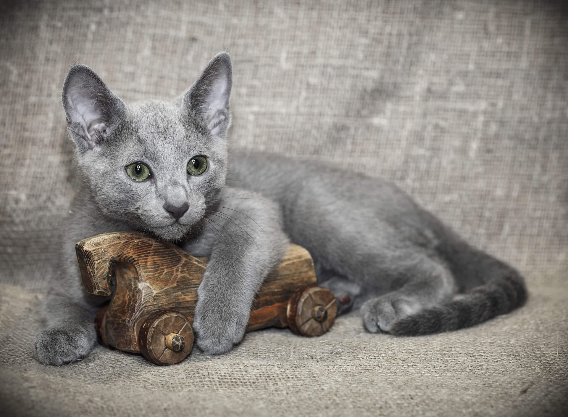 Голубая кошка порода характер