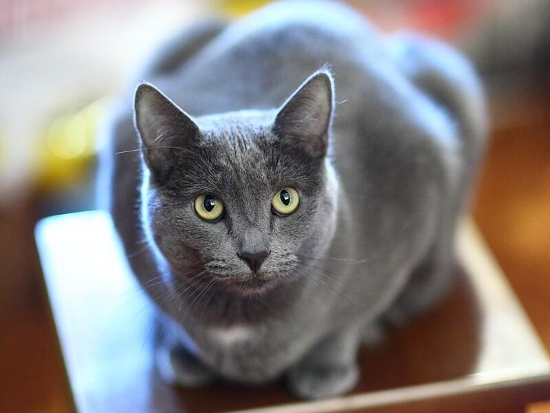 Особенности характера кошек породы русская голубая