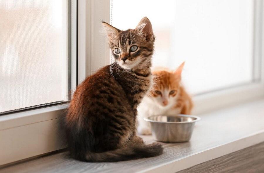 Сухие корма для котят и кошек